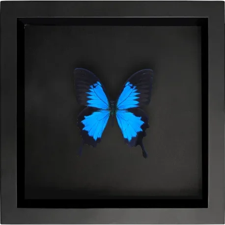 Cadre décoratif sur fond noir avec papillon « Ulysses Ulysses »