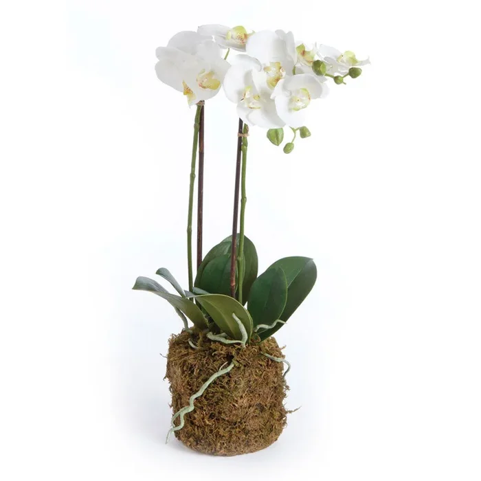 Phalaenopsis Orchid Drop-In 23″ | prêt à expédier !