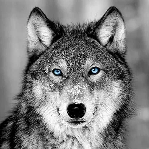 Tableau sur Verre Loup aux Yeux Bleus 30×30 cm – Impression Image Haute Définition pour Décoration Murale avec Finition Brillante Fabriqué en France Blanc